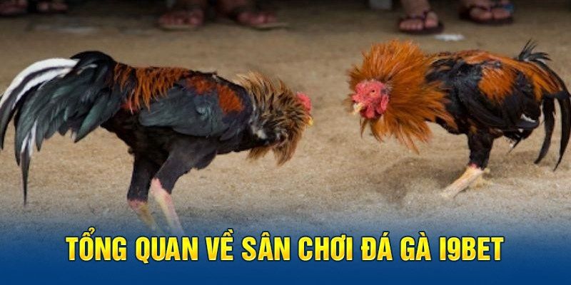 Tổng quan sảnh cược đá gà i9bet đỉnh cao và đình đám số 1 